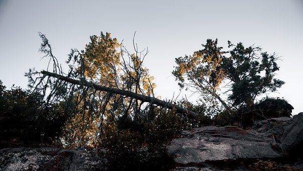 Natur, Baum, Wald, Sonnenuntergang