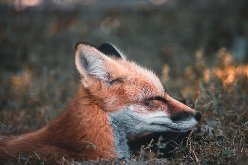 Fuchs, Wild, Wald, Natur, Rot, Schlaf