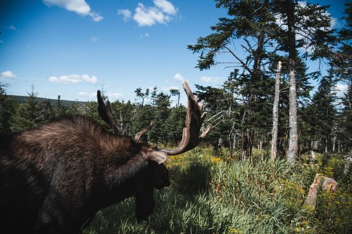 Elch, Wald, Natur, Wildtiere, Wildnis