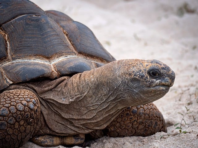 Free Tortoise Animal photo and picture