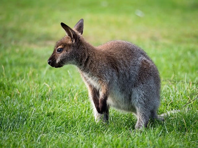 Free Kangaroo Animal photo and picture