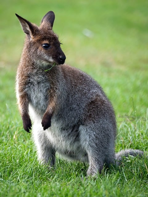 Free Kangaroo Beautiful Wallpaper photo and picture