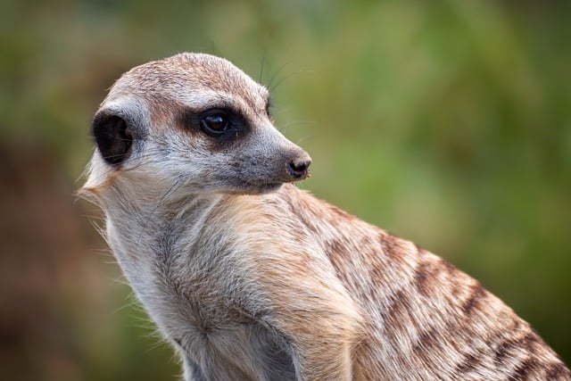 Free Meerkat Nature photo and picture