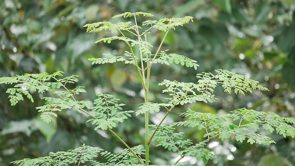 Free Moringa Plant photo and picture