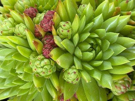Sukkulenten, Garten, Pflanze, Blätter