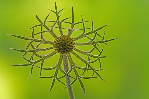Free Nature Flower photo and picture