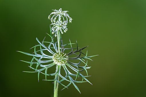 Free Nature Plant photo and picture
