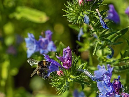 Free Bumblebee Flower photo and picture