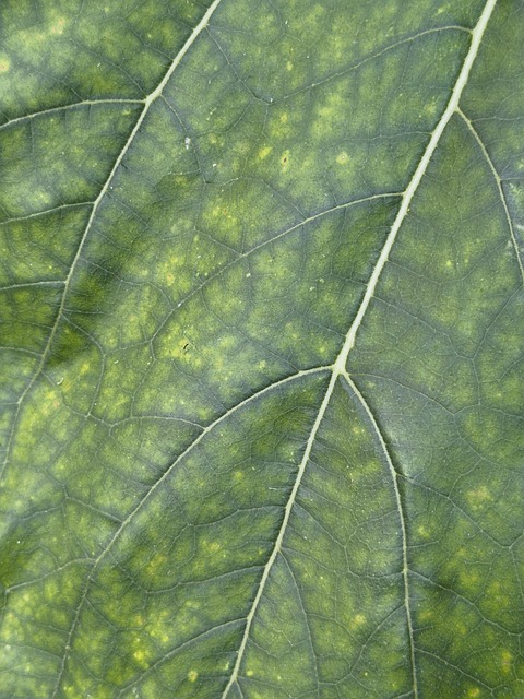 Free Leaf Green photo and picture
