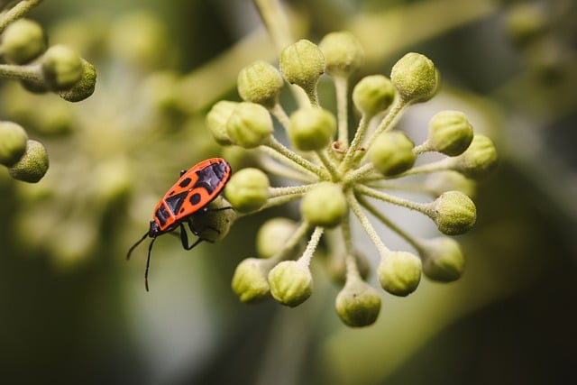 Free Ladybug Insect photo and picture