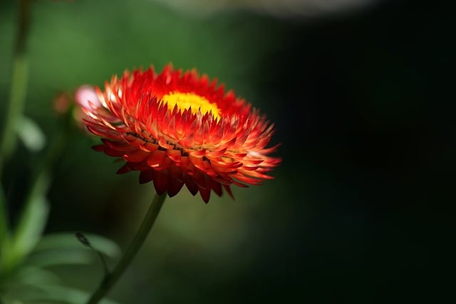 Free Strawflower Beautiful Flowers photo and picture