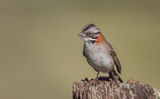 Free Ornithology Bird photo and picture