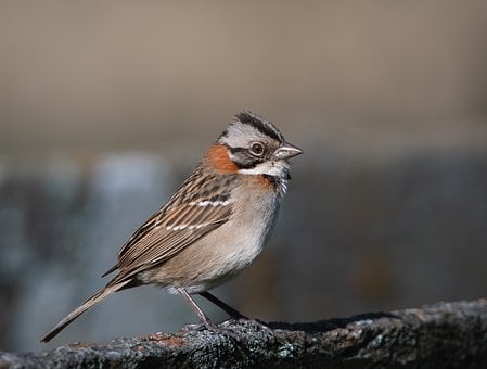 Free Bird Sparrow photo and picture