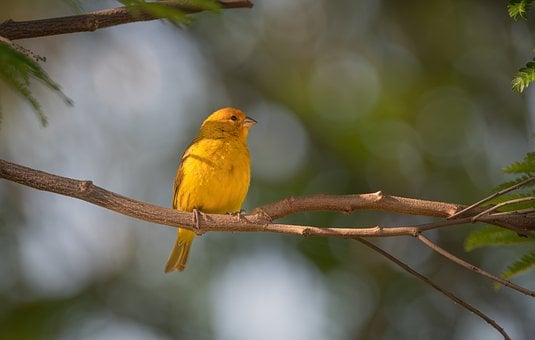 Free Bird Yellow photo and picture