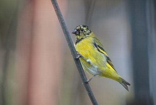 Free Bird Songbird photo and picture