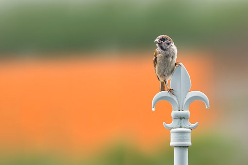 Spatz, Vogel, Natur, Sommer, Wildtiere