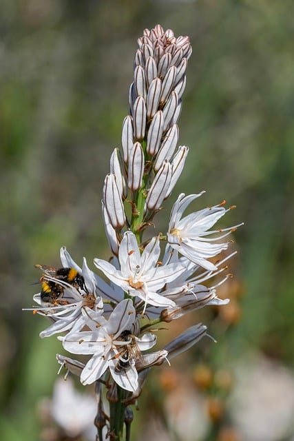 Biene, Blume, Natur, Insekt, Weiß