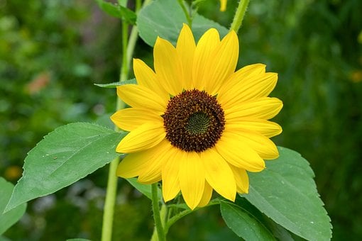 Sonnenblume, Gelb, Blume, Natur, Blätter