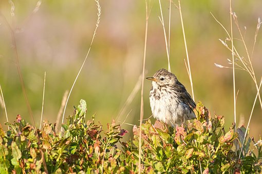 Free Bird Wild photo and picture