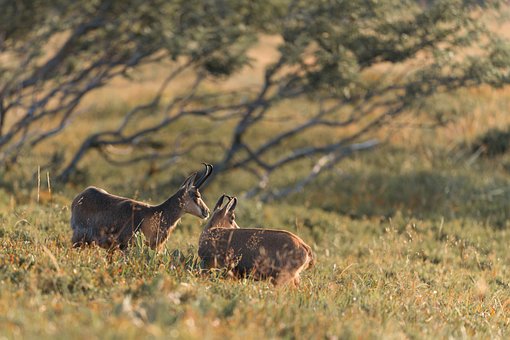 Free Chamois Nature photo and picture