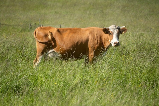 Kuh, Weide, Gras, Säugetier, Natur