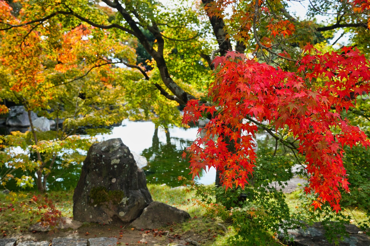 Download free HD stock image of Nature Leaves Free Nature Leaves photo and picture