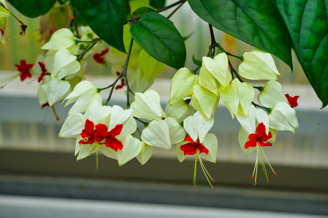 Download free HD stock image of Flowers Bloom Free Flowers Bloom photo and picture