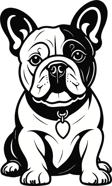 Fransk Bulldog, Bulldog, Hund, Halsbånd