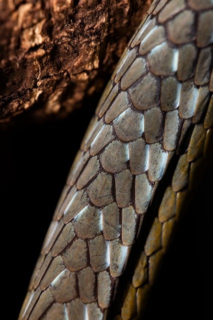 Free Snake Animal photo and picture