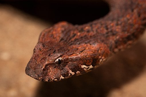 Free Adder Reptile photo and picture