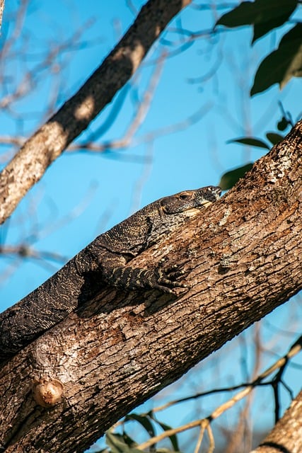 Free Lizard Animal photo and picture