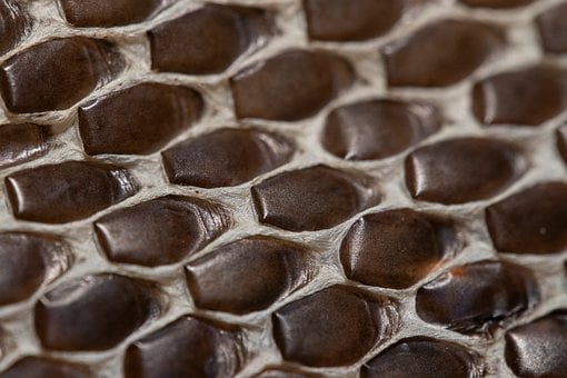 Free Snake Scales photo and picture