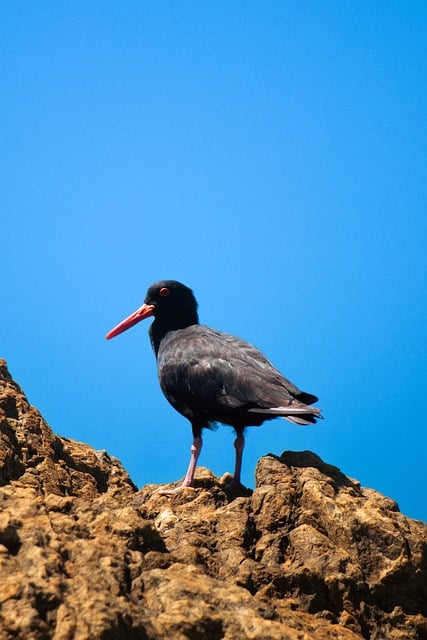 Free Bird Cave photo and picture