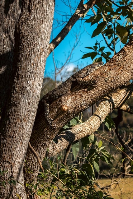 Free Lizard Animal photo and picture