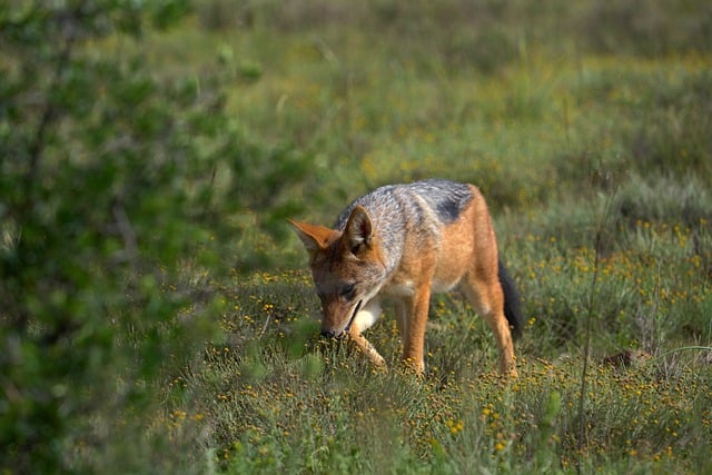 Free Jackal Wilderness photo and picture