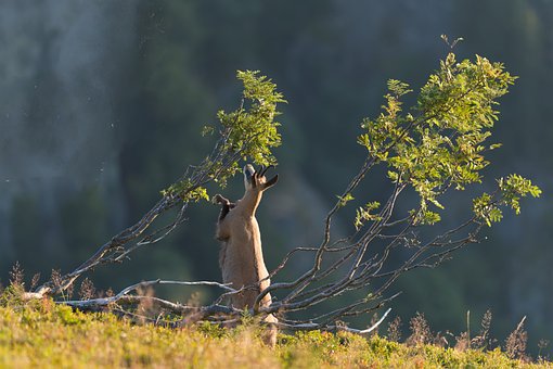 Free Chamois Animal photo and picture