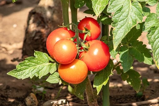 Tomaten, Groente, Rood, Vers, Gezond