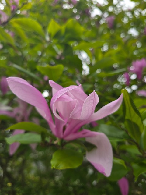 Free Magnolia Flower photo and picture