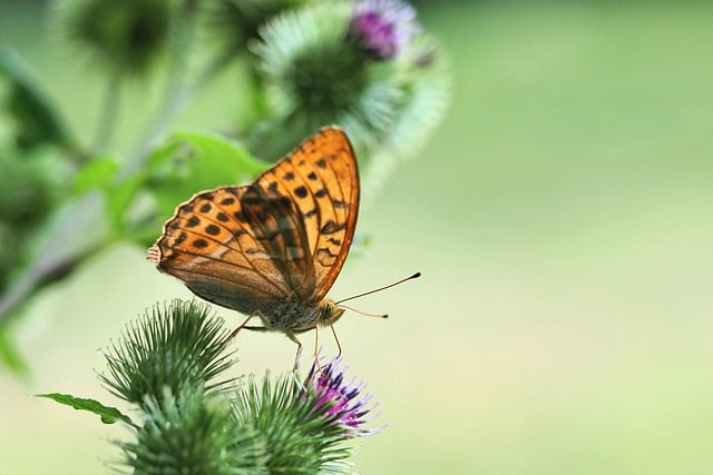 Free Butterfly Flower photo and picture