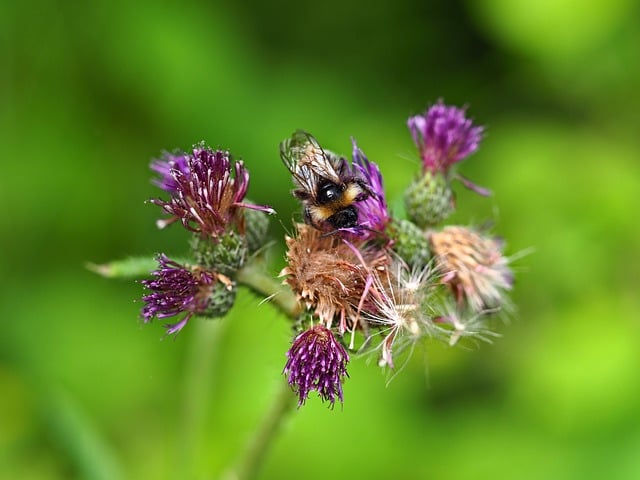Download free HD stock image of Bumblebee Pollination Free Bumblebee Pollination photo and picture