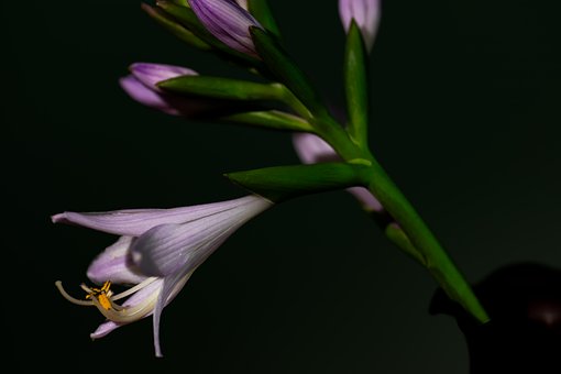 Free Purple Flower Tubular Flower photo and picture