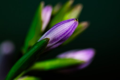 Free Purple Bud Macro Photography photo and picture
