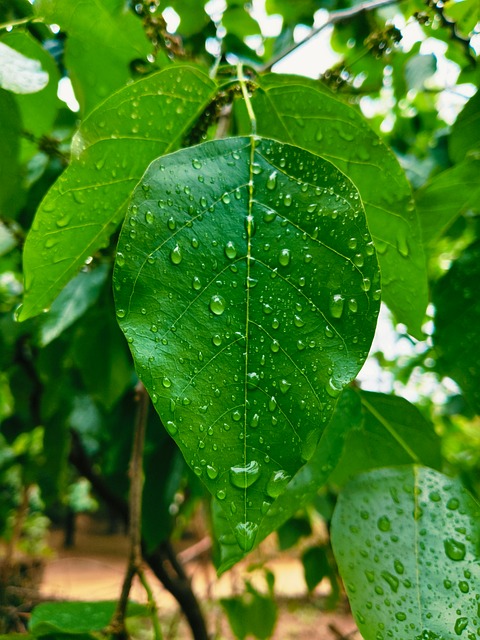 Free Nature Greenery photo and picture
