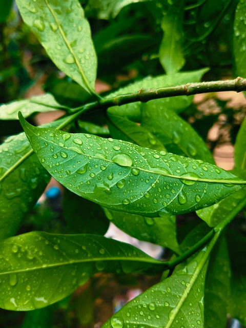 Free Leaves Water Droplets photo and picture
