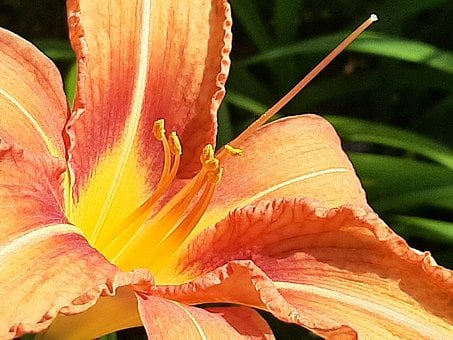 Blomst, Daglilje, Orange, Makro, Natur