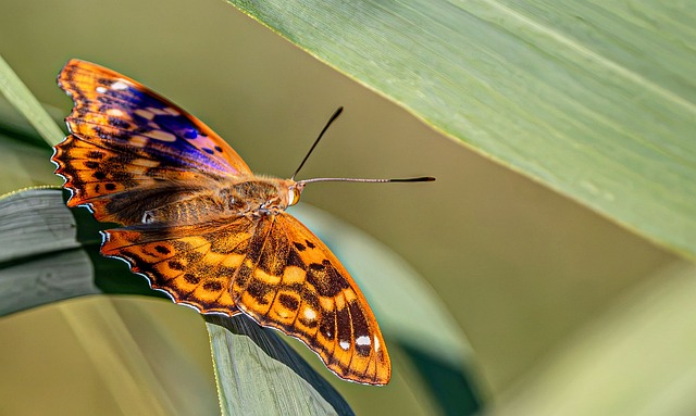 Free Butterfly Macro photo and picture