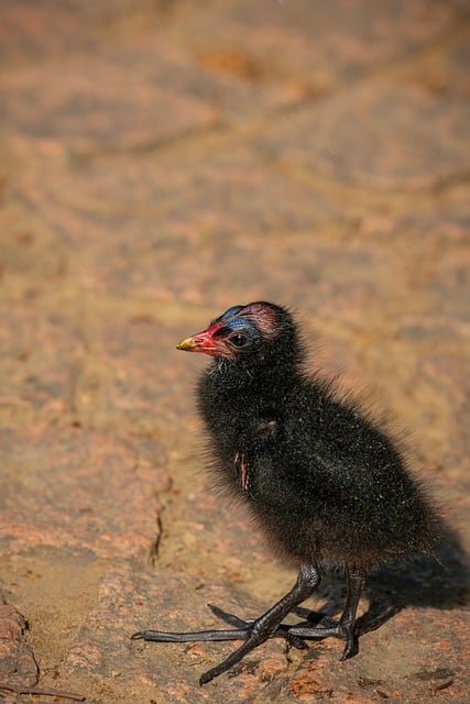 Free Bird Chick Black Feathers photo and picture
