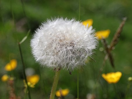 Löwenzahn, Samen, Natur, Makro