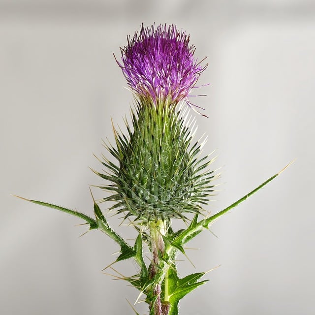 蓟, 花, 自然, 紫色, 绿色, 刺的, 开花, 多刺的, 芽, 锋利, 尖峰