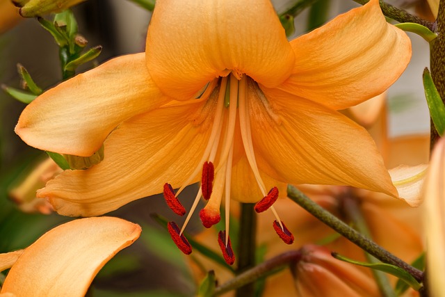 百合, 亚洲百合, 花, 自然, 开花, 花瓣, 美丽, 花园, 花心, 雌蕊